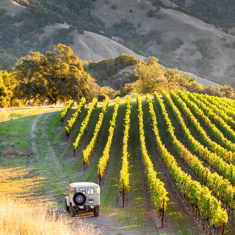 Sonoma Wine Tour Drivers in Napa, CA